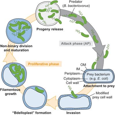 Shedding Light on the Cell Biology of the Predatory Bacterium Bdellovibrio bacteriovorus